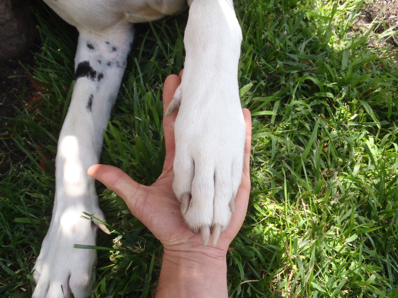 DOG PROOF PALMS DISCUSSING PALM TREES WORLDWIDE PalmTalk